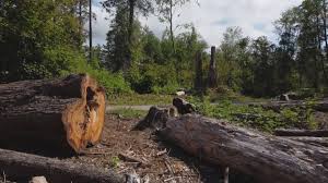 Best Stump Grinding and Removal  in Lyons, OR