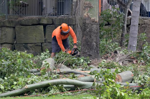 Best Commercial Tree Services  in Lyons, OR